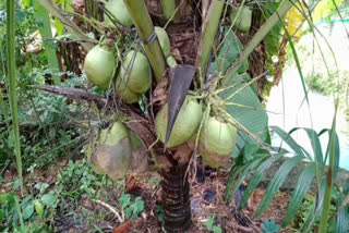 തെങ്ങ് കൃഷി  പച്ച കുറിയൻ തെങ്ങിൻ തൈ  COCONUT CULTIVATION  AGRICULTURAL NEWS