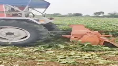 farmer destroyed soybean crop