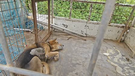 NEDUMKANDAM ANIMAL RESCUE TEAM  RESCUE TEAM HELPED DOG IN IDUKKI  NEDUMKANDAM PANCHAYAT  LATEST NEWS IN MALAYALAM