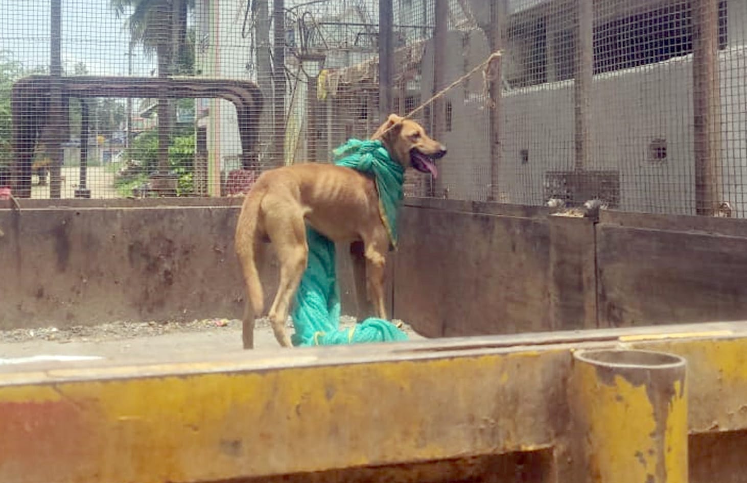 Dog waiting for owner