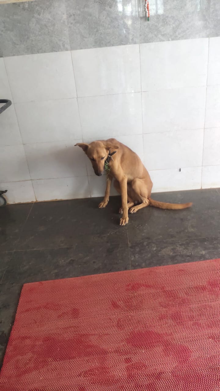 A dog is waiting for its deceased owner in front of hospital in Shivamogga