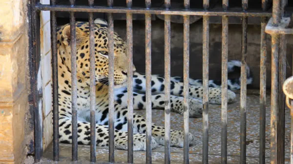 cheetah_trapped_in_a_cage_in_Tirumala