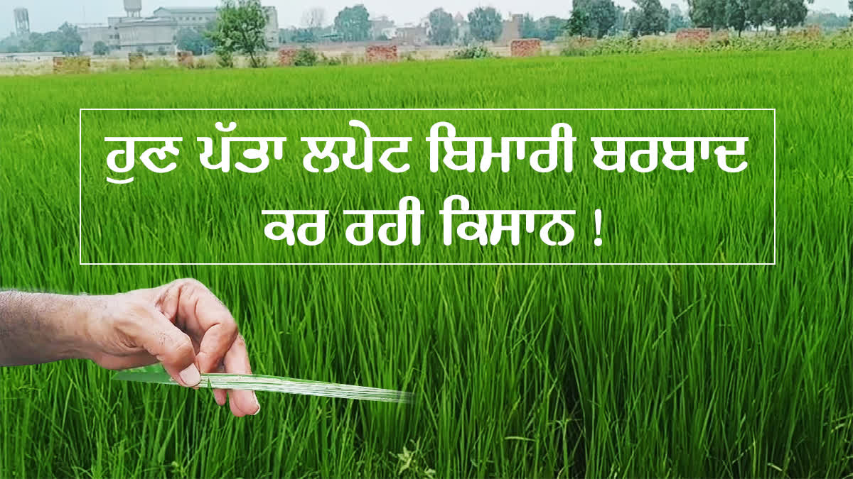 Paddy Crop Bathinda, Patta Lapet, Leaf Roll