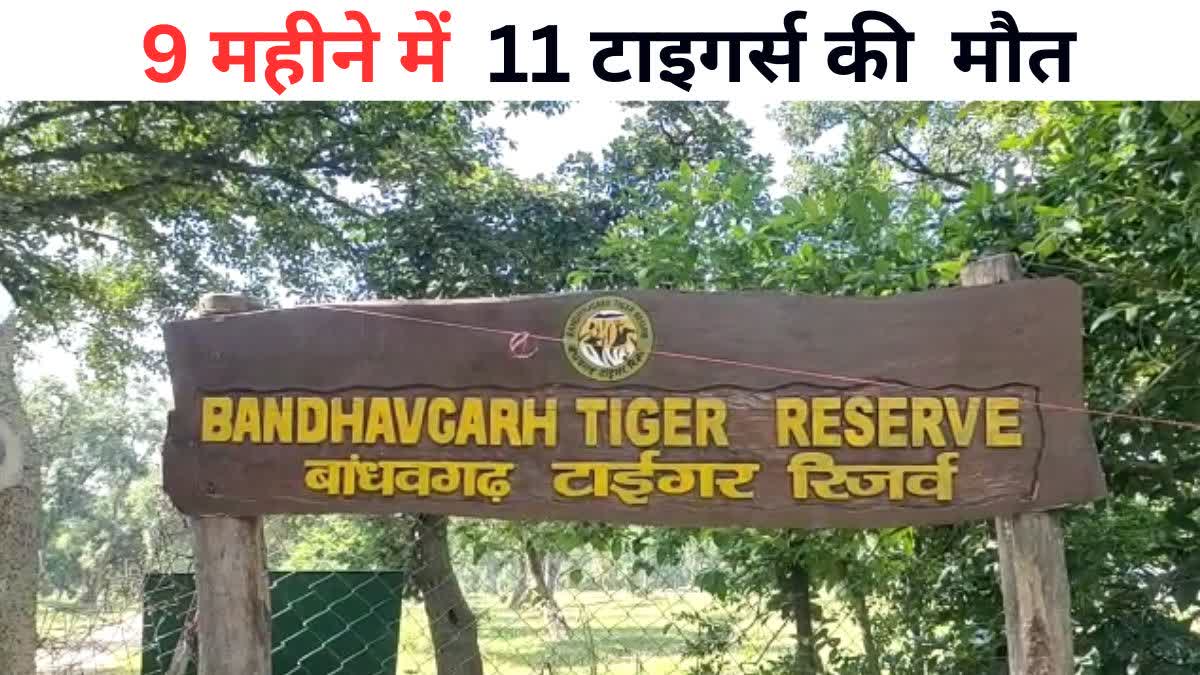 Bandhav garh Tiger reserve
