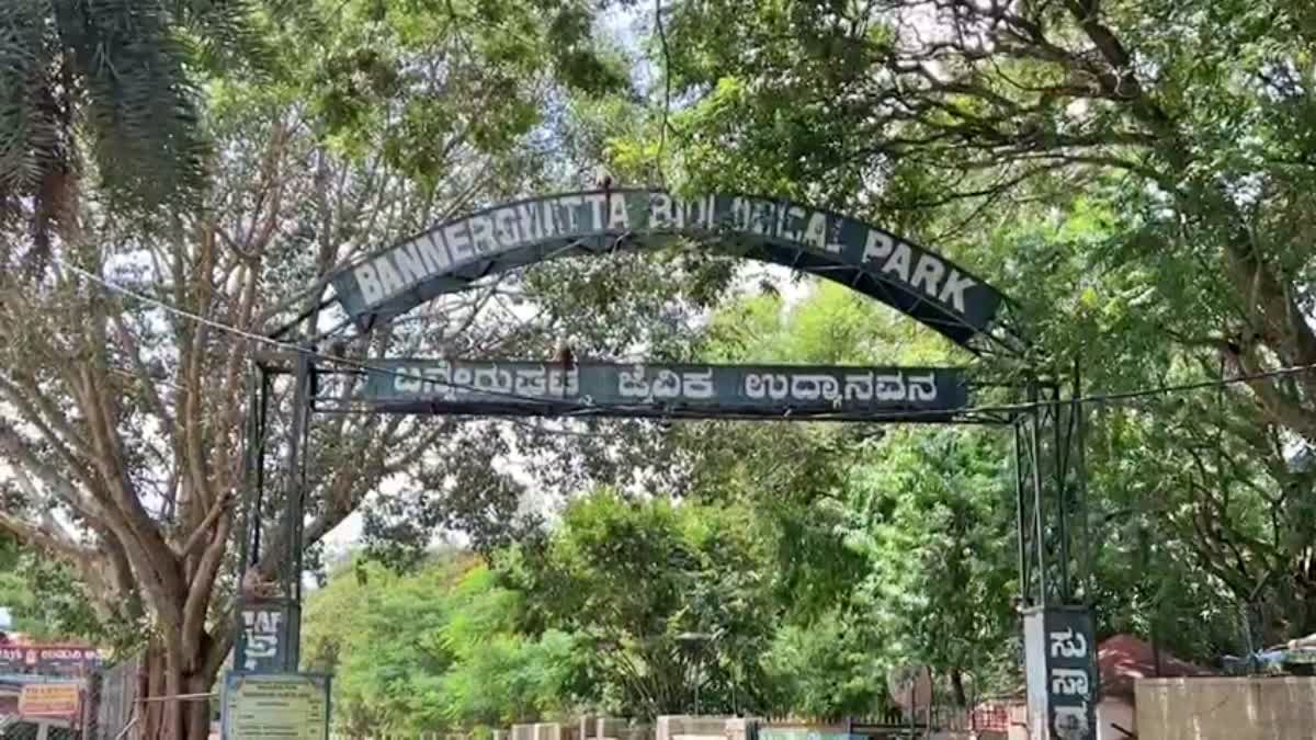 13-deer-died-in-one-week-in-bannerghatta-park