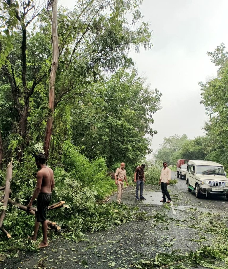 105 જેટલા વૃક્ષો ધરાશાયી