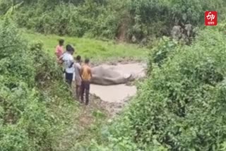 Helpless Wild Elephant