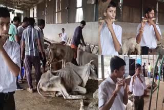 cow music therapy in madhya pradesh