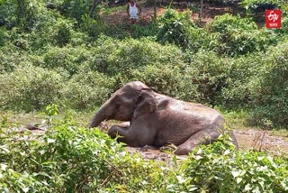 Wild Elephant Died at Charidua