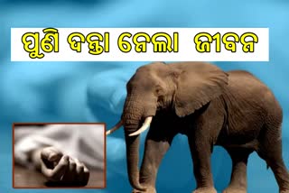 ହାତୀ ଆକ୍ରମଣରେ ଯାଉଛି ସାଧାରଣ ଲୋକଙ୍କ ଜୀବନ, ମୃତକ ପରିବାରକୁ କ୍ଷତି ପୂରଣ ଦାବି