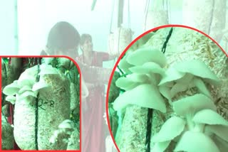 Bhilai Gothan Women Growing Mushroom
