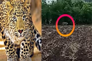 Leopards Found In Ghargaon