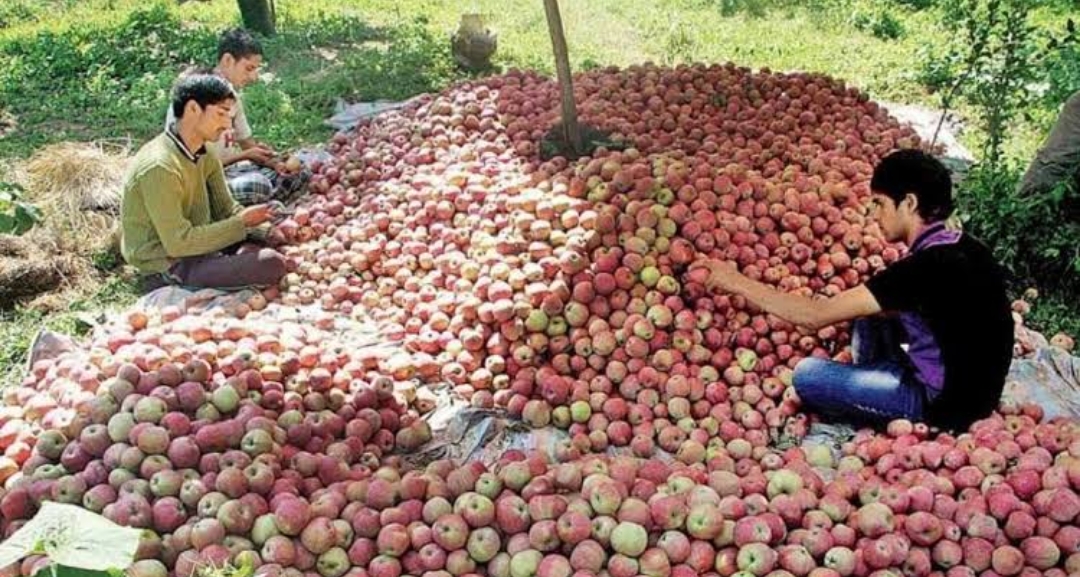 KULLU APPLE SEASON