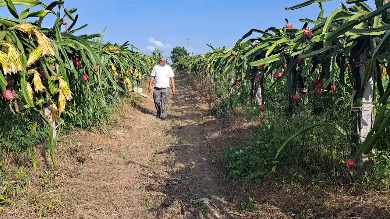 Dragon Fruit Crop In Drought Area