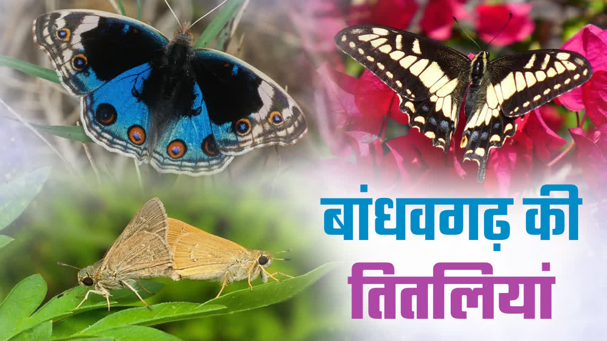 BANDHAVGARH NATIONAL PARK BUTTERFLY SURVEY