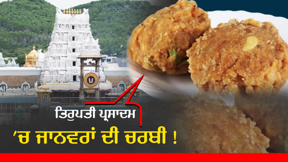 Animal Fat In TTD Laddu Prasadam