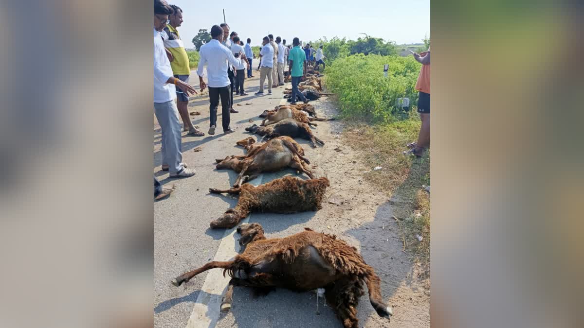 Private bus runs over sheep, 150 sheep died in Raichur