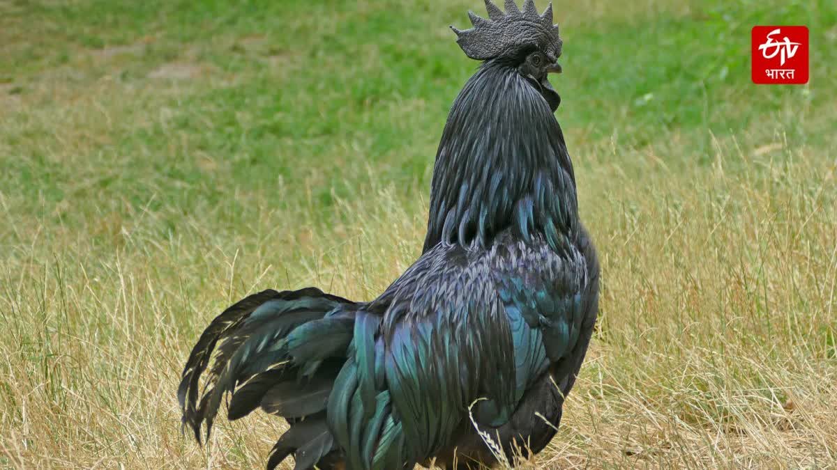 Kadaknath hen