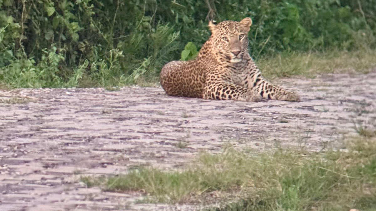 movement of leopard on camera in Ghana