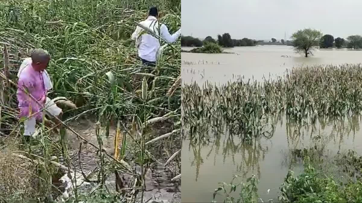 Madhya Pradesh Bajra crop