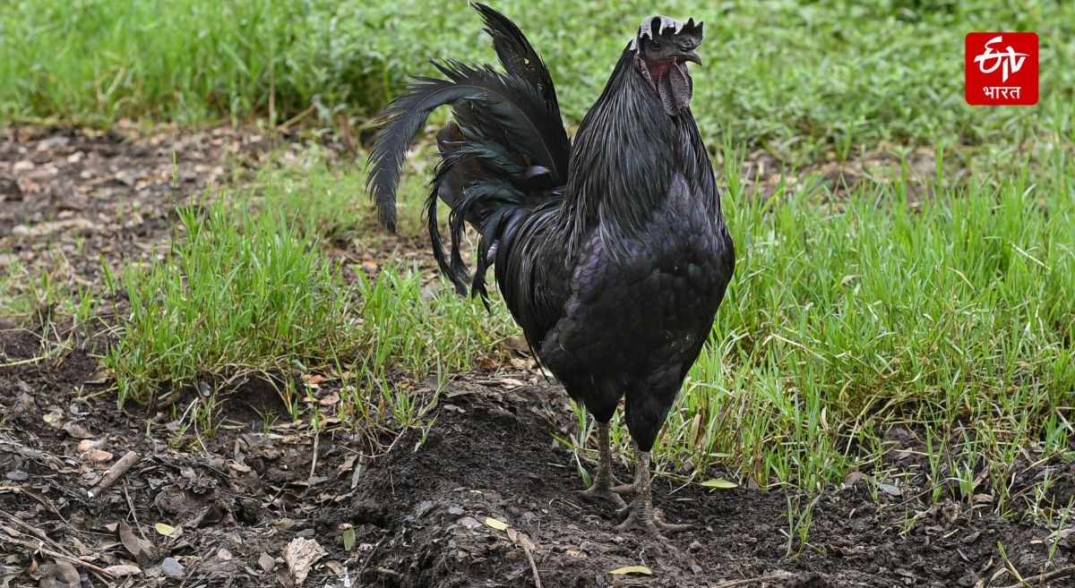 Kadkanath Chicken