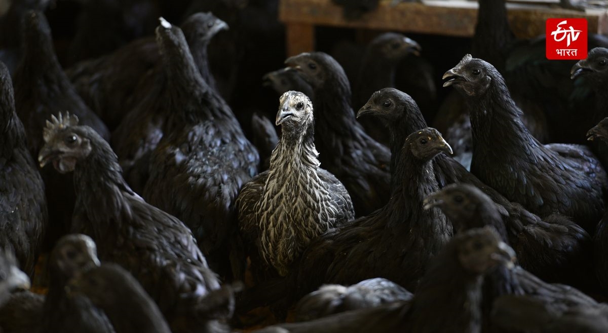 Kadkanath Chicken