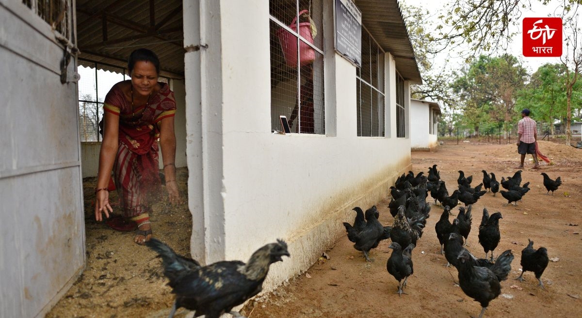 Kadkanath Chicken