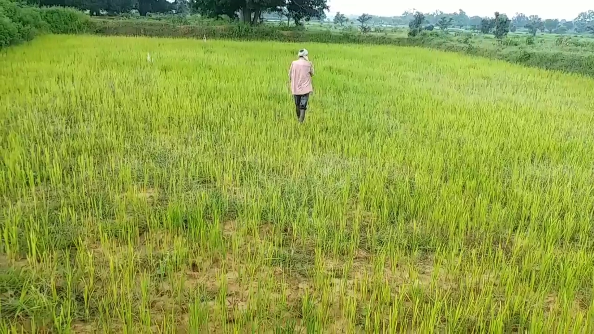 KHARIF PADDY CROP