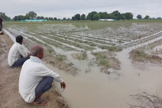 Farmers here have been complaining of huge crop losses due to continuous heavy rains, which have flooded their fields.