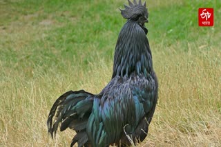 Kadaknath hen