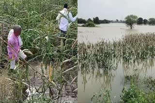 Rain Destroyed Millet Crop