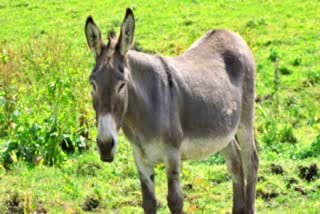 FIR against many over donkey death