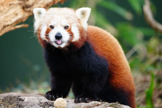 International Red Panda Day is celebrated on third Saturday in September