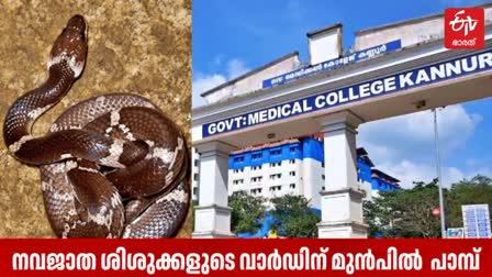 SNAKE IN PARIYARAM MEDICAL COLLEGE  വാർഡിന് മുൻപിൽ വള്ളിക്കെട്ടൻ  പരിയാരം മെഡിക്കൽ കോളേജിൽ പാമ്പ്  PARIYARAM MEDICAL COLLEGE KANNUR