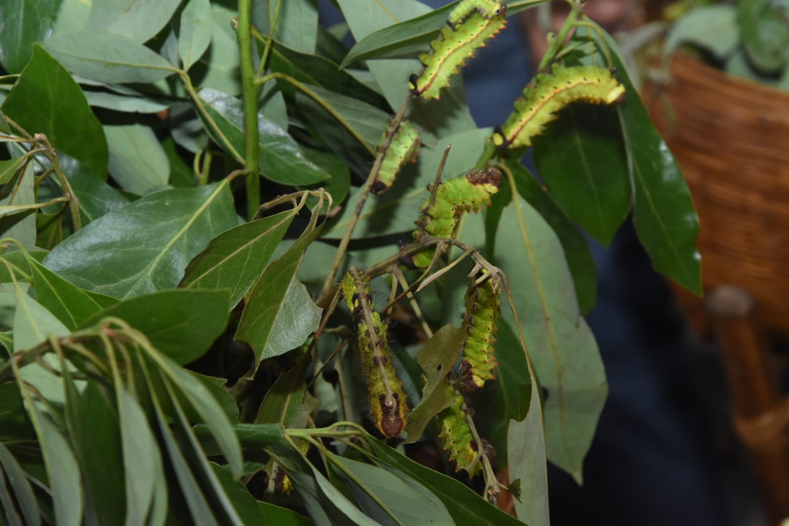 ರೇಷ್ಮೆ ಕೃಷಿ