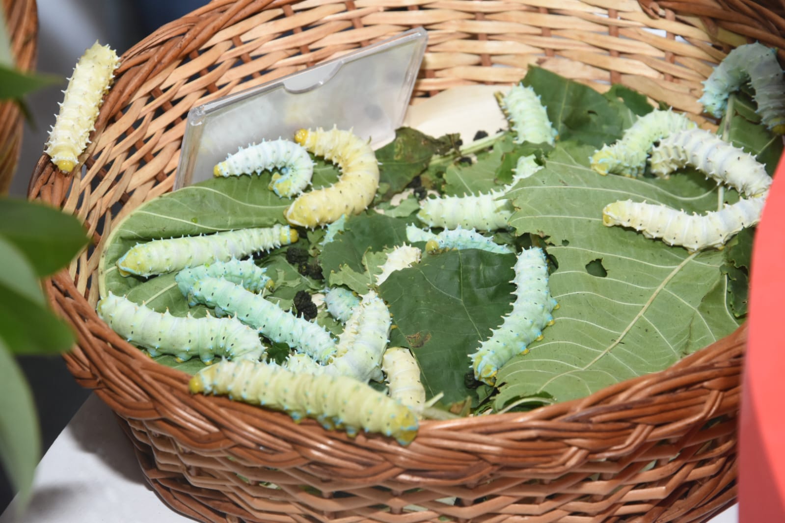 ರೇಷ್ಮೆ ಕೃಷಿ