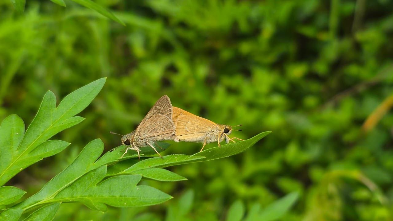 Bandhavgarh Butterfly Survey