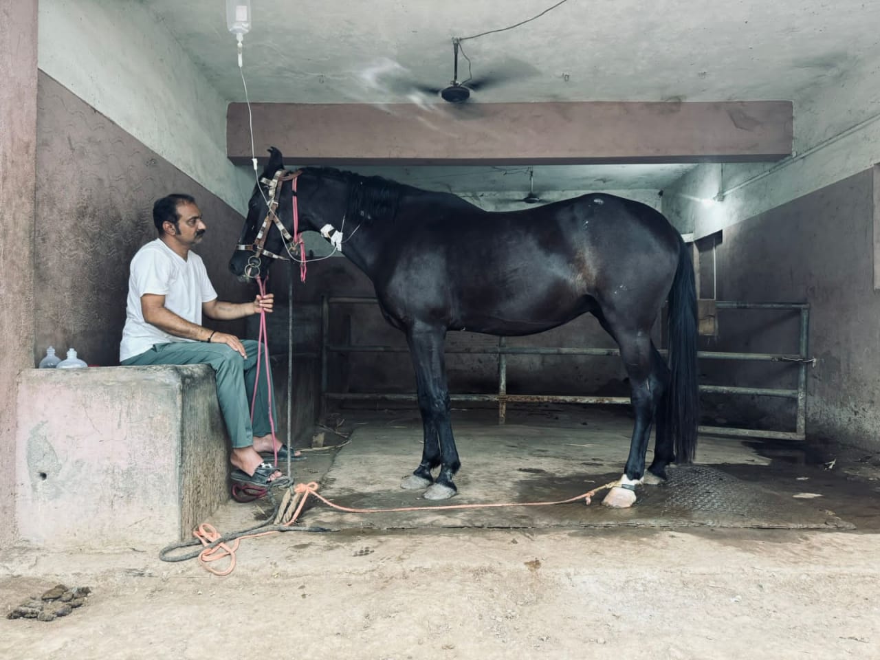 લક્ષ્મી ઘોડીની સારવાર