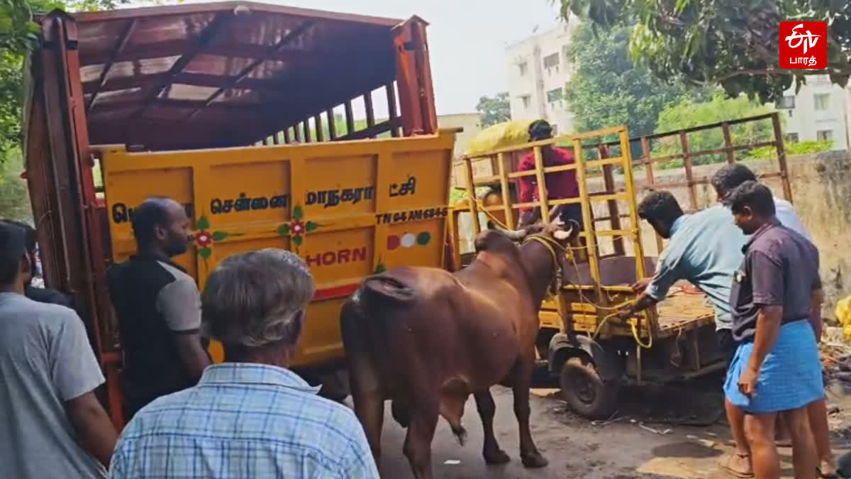 cows roaming on the road in Chennai