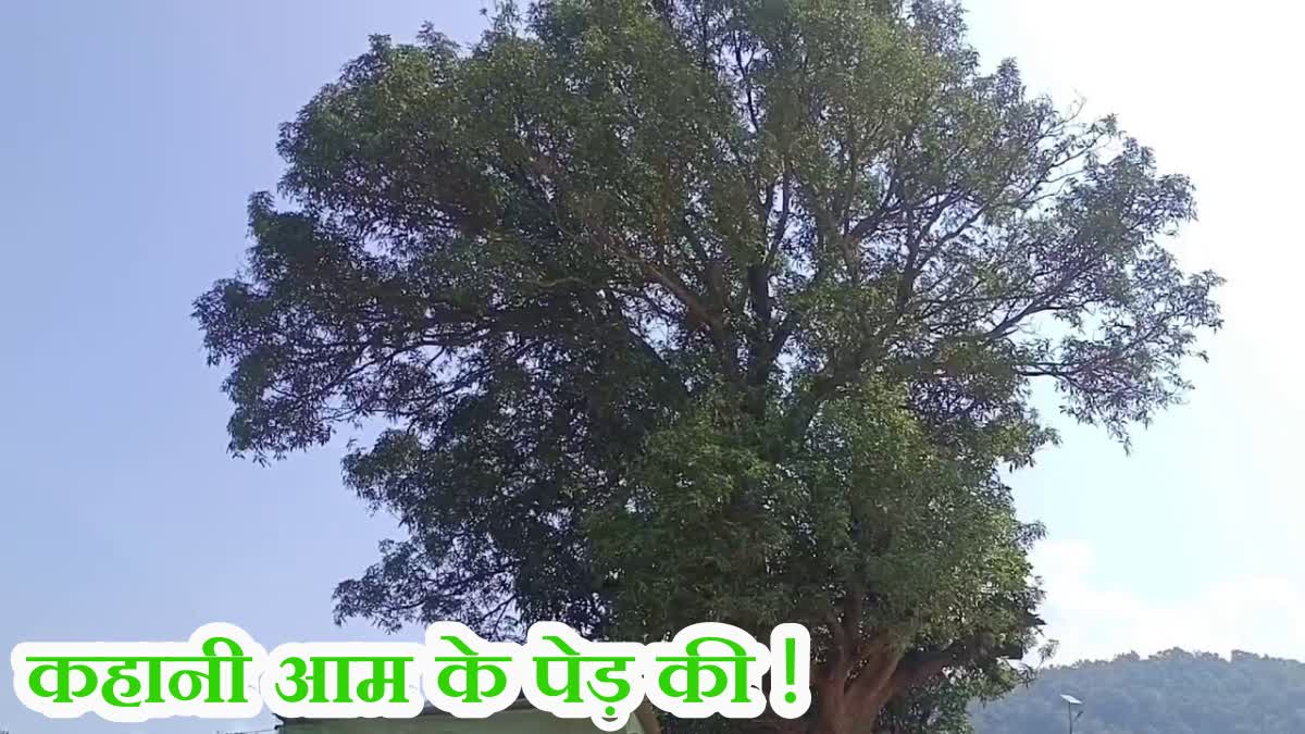 story of mango tree of Jhaludera related to Naxalites in Budha Pahad in Jharkhand