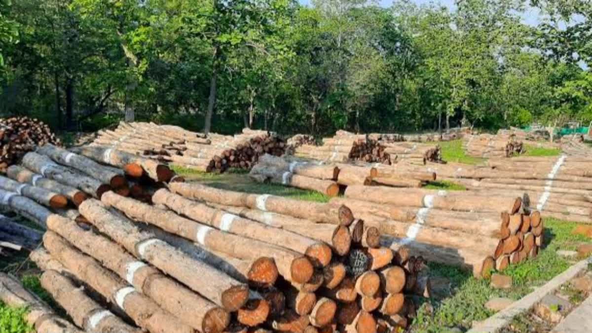 Tree Cutting in Uttarakhand