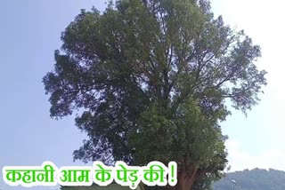 story of mango tree of Jhaludera related to Naxalites in Budha Pahad in Jharkhand