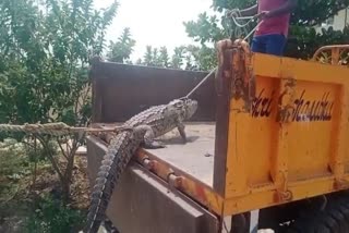 Farmers protest by bringing crocodile in Vijayapura