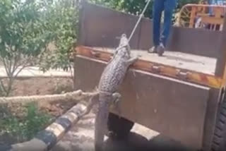 Farmers in Vijayapura vent frustration by bringing crocodile to HESCOM office amid ongoing electricity woes