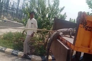 Farmers Brought Crocodile To HESCOM  Crocodile To HESCOM Due to Load Shedding  Load Shedding In Karnataka  ലോഡ്‌ ഷെഡ്ഡിങ്ങില്‍ പൊറുതിമുട്ടി കൊല്‍ഹാര  കൃഷിയിടത്തിലെ ജലസേചനം അവതാളത്തില്‍  ഇലക്‌ട്രിസിറ്റി സപ്ലൈ ഓഫിസിലേക്ക് മുതലയുമായെത്തി  സപ്ലൈ ഓഫിസിലേക്ക് മുതലയുമായെത്തി കര്‍ഷകര്‍  കര്‍ണാടകയിലെ കൊല്‍ഹാര