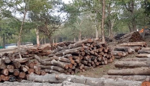 Tree Cutting in Uttarakhand