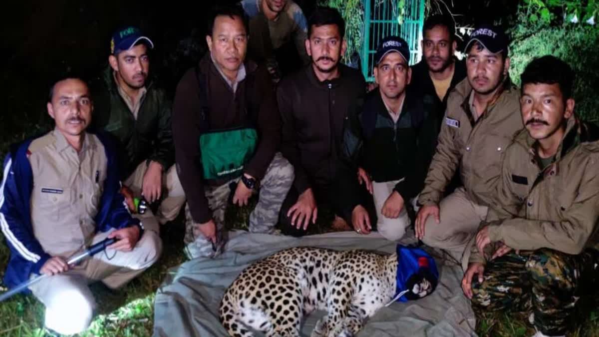 forest department team tranquilized leopard