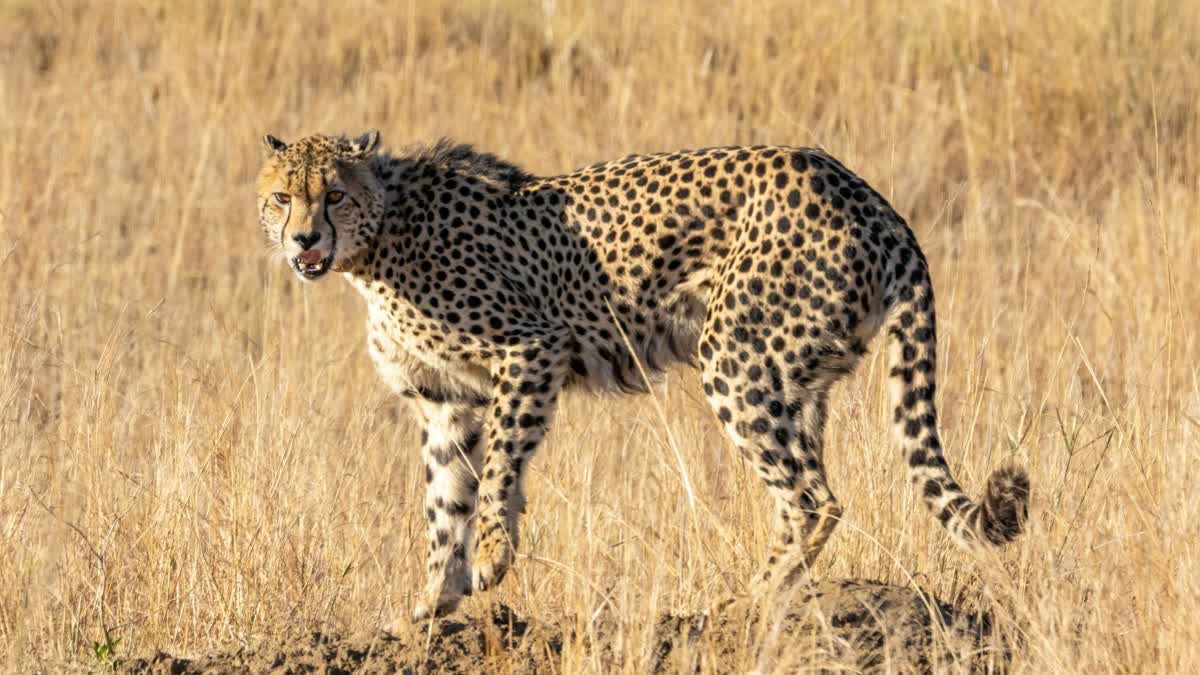 KUNO NATIONAL PARK  കുനോ ദേശീയോദ്യാനം  CHIEF MINISTER MOHAN YADAV  CHEETAH