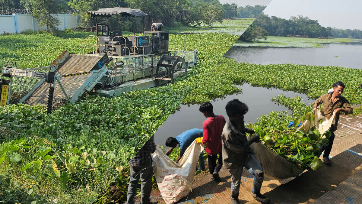 breakdown-bead-harvesting-machine-water-hyacinth-cleaned-lakes-laborers-hazaribag