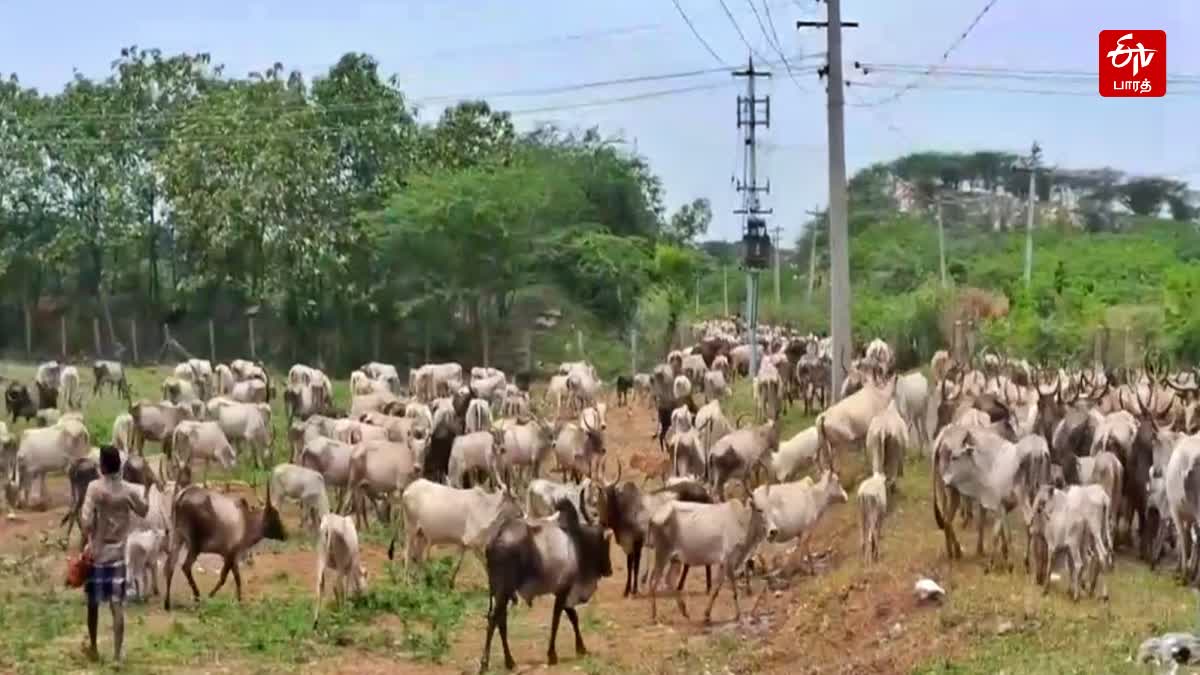 மேய்ச்சல் மாடுகள்